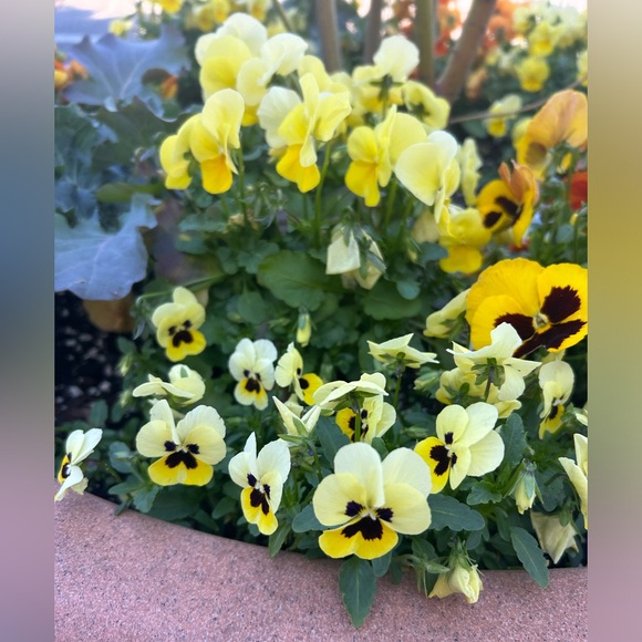 🌷 MOVING SALE !! 🌷 - Picture 5 of 14